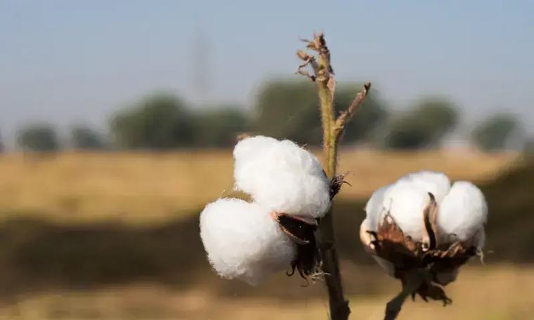 Pakistan’s cotton sector is shrinking and the numbers explain why